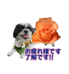 美♡癒やしの花と犬（個別スタンプ：8）