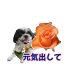 美♡癒やしの花と犬（個別スタンプ：10）