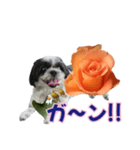 美♡癒やしの花と犬（個別スタンプ：12）