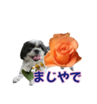 美♡癒やしの花と犬（個別スタンプ：14）