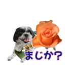 美♡癒やしの花と犬（個別スタンプ：15）