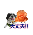 美♡癒やしの花と犬（個別スタンプ：16）