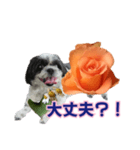 美♡癒やしの花と犬（個別スタンプ：17）