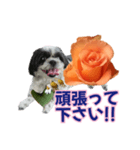 美♡癒やしの花と犬（個別スタンプ：18）