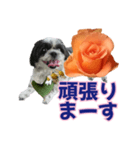 美♡癒やしの花と犬（個別スタンプ：19）