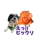 美♡癒やしの花と犬（個別スタンプ：20）