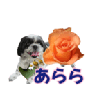 美♡癒やしの花と犬（個別スタンプ：21）