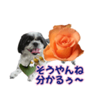 美♡癒やしの花と犬（個別スタンプ：23）