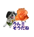 美♡癒やしの花と犬（個別スタンプ：24）