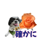 美♡癒やしの花と犬（個別スタンプ：25）