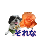 美♡癒やしの花と犬（個別スタンプ：26）