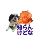 美♡癒やしの花と犬（個別スタンプ：27）