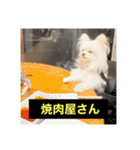 使いにくい字幕犬など2(ッー)（個別スタンプ：1）