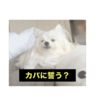 使いにくい字幕犬など2(ッー)（個別スタンプ：3）