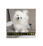 使いにくい字幕犬など2(ッー)（個別スタンプ：4）