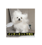 使いにくい字幕犬など2(ッー)（個別スタンプ：5）