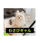 使いにくい字幕犬など2(ッー)（個別スタンプ：6）