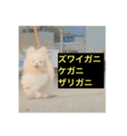 使いにくい字幕犬など2(ッー)（個別スタンプ：8）