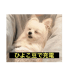 使いにくい字幕犬など2(ッー)（個別スタンプ：9）