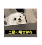 使いにくい字幕犬など2(ッー)（個別スタンプ：10）