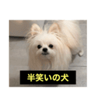 使いにくい字幕犬など2(ッー)（個別スタンプ：14）