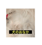 使いにくい字幕犬など2(ッー)（個別スタンプ：15）