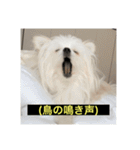 使いにくい字幕犬など2(ッー)（個別スタンプ：16）