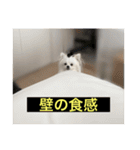 使いにくい字幕犬など2(ッー)（個別スタンプ：17）