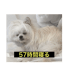 使いにくい字幕犬など2(ッー)（個別スタンプ：18）