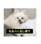 使いにくい字幕犬など2(ッー)（個別スタンプ：20）