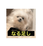 使いにくい字幕犬など2(ッー)（個別スタンプ：21）