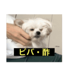 使いにくい字幕犬など2(ッー)（個別スタンプ：22）