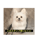 使いにくい字幕犬など2(ッー)（個別スタンプ：23）