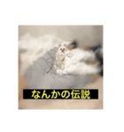 使いにくい字幕犬など2(ッー)（個別スタンプ：25）