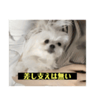 使いにくい字幕犬など2(ッー)（個別スタンプ：27）