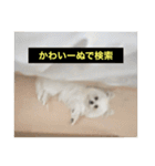 使いにくい字幕犬など2(ッー)（個別スタンプ：32）