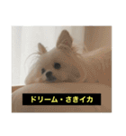 使いにくい字幕犬など2(ッー)（個別スタンプ：35）