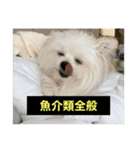 使いにくい字幕犬など2(ッー)（個別スタンプ：36）