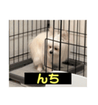 使いにくい字幕犬など2(ッー)（個別スタンプ：40）