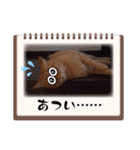 こむぎちゃんฅ•ﻌ•´ฅ3（個別スタンプ：11）