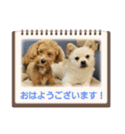 tete ＆ cota ①（個別スタンプ：1）