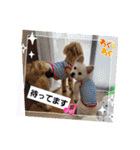 tete ＆ cota ①（個別スタンプ：5）