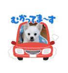 tete ＆ cota ①（個別スタンプ：6）