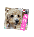 tete ＆ cota ①（個別スタンプ：13）