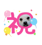 tete ＆ cota ①（個別スタンプ：14）