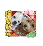 tete ＆ cota ①（個別スタンプ：23）