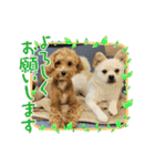 tete ＆ cota ①（個別スタンプ：25）