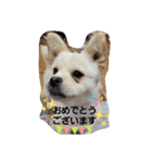 tete ＆ cota ①（個別スタンプ：27）