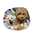 tete ＆ cota ①（個別スタンプ：30）