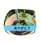 月山線スタンプ日薬壱ハハノヒきゅり山弐（個別スタンプ：15）